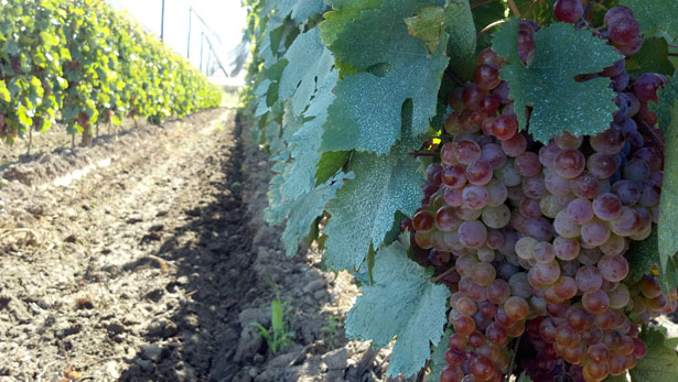 vineyard grapes, wine, wine pH, ph2844, pH 2.8-4.4