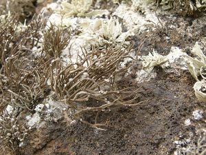 Litmus and pH, Lichens