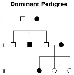 human pedigree symbols, genetic taste tests
