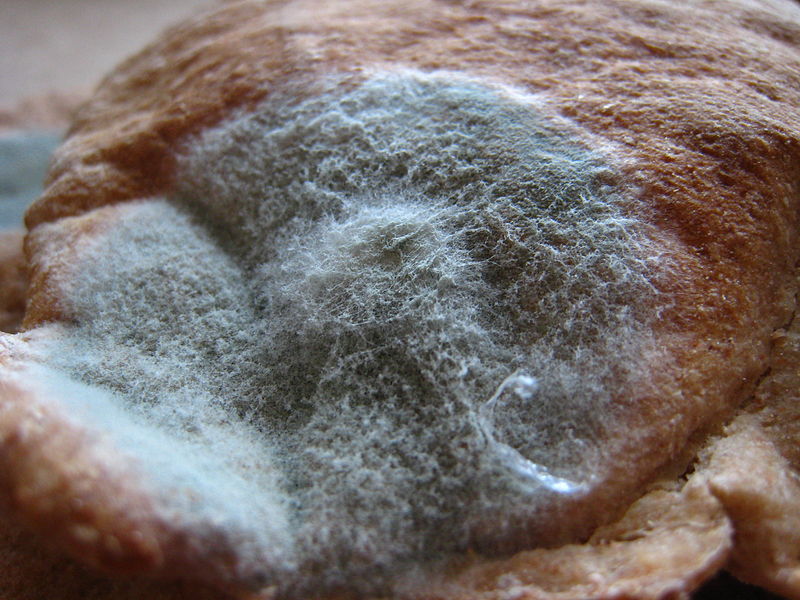 Foods That Mold Quickly, According to a Food Scientist