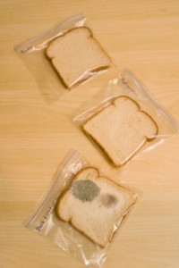 microbes on bread, dipslides, investigating microbes, microbiology experiment